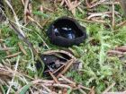 Pseudoplectania nigrella