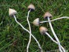 Psilocybe semilanceata