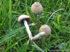 Psilocybe semilanceata