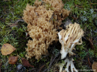 Ramaria lutea