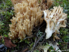 Ramaria lutea