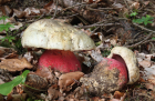 Rubroboletus satanas