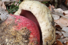 Rubroboletus satanas