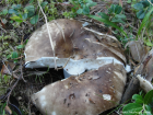 Russula acrifolia