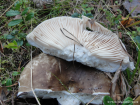 Russula acrifolia