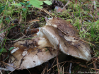 Russula adusta