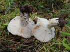 Russula adusta