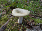 Russula aeruginea