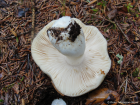 Russula aeruginea