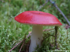 Russula emetica