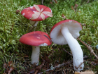 Russula emetica