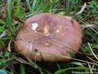 Russula integra