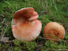 Russula velenovskyi