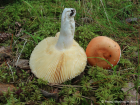 Russula velenovskyi