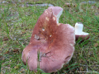 Russula vesca