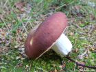 Russula vesca