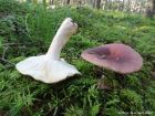 Russula xerampelina