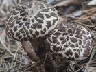 Strobilomyces strobilaceus