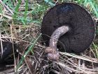 Strobilomyces strobilaceus