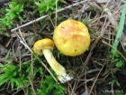 Suillus americanus