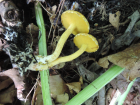 Suillus americanus