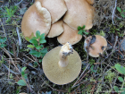 Suillus bovinus