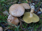 Suillus bovinus