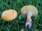 Suillus grevillei