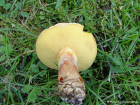 Suillus grevillei