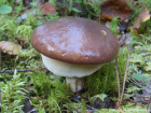 Suillus luteus