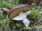 Suillus luteus