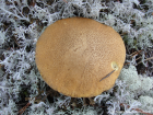 Suillus variegatus