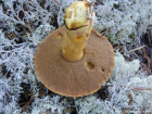 Suillus variegatus