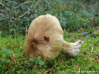 Tricholoma aestuans