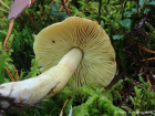 Tricholoma aestuans