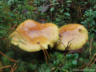 Tricholoma equestre