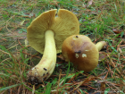 Tricholoma equestre