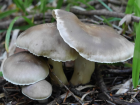 Tricholoma saponaceum