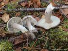 Tricholoma saponaceum