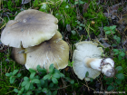 Tricholoma sejunctum