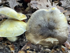 Tricholoma sejunctum