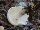 Tricholoma stiparophyllum