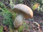 Tylopilus felleus