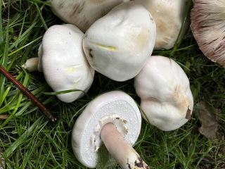 Agaricus xanthodermus