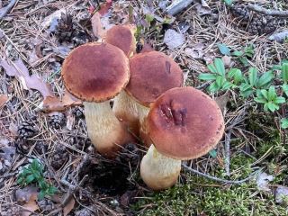 Aureoboletus projectellus