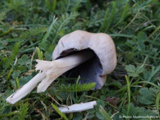 Coprinopsis atramentaria