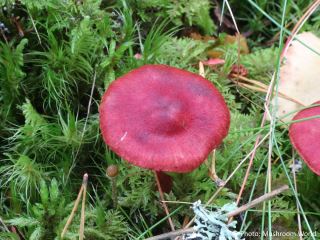 Cortinarius sanguineus