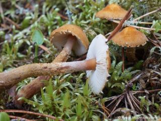  Cystoderma amianthinum