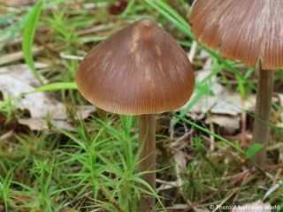 Entoloma pallescens