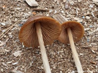 Entoloma pallescens